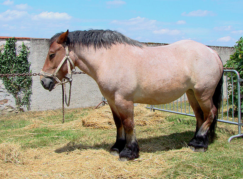 File:Cheval ardennais expo.jpg