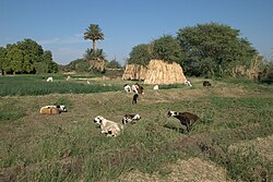 Sebuah padang di Dongola