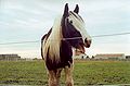 A horse yawning