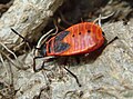 Ordnung:Schnabelkerfe‎ Familie:Feuerwanzen Art:Pyrrhocoris apterus Geschlecht:Fehlt noch‎