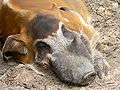 * Nomination Head of the Red River Hog (Potamochoerus porcus) (by BS Thurner Hof) ]]) --Achim Raschka 10:38, 6 March 2013 (UTC) * Promotion Good quality. --Kreuzschnabel 19:20, 6 March 2013 (UTC)