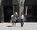 * Nomination A stallion of a Lipizzan breed of horses at the Spanish Riding School stable. --MrPanyGoff 11:02, 15 March 2013 (UTC) * Promotion Good quality. --JLPC 17:57, 15 March 2013 (UTC)