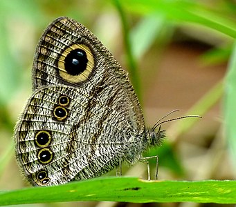 Ypthima baldus (Common Five-ring)