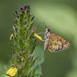 Pardaleodes edipus (Common Pathfinder)