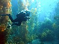 Image 3Kelp forest (from Marine ecosystem)