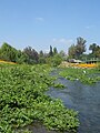 Estero Troncó, a la altura de la Municipalidad de Mostazal.