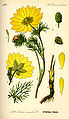 Adonis vernalis plate 237 in: Otto Wilhelm Thomé: Flora von Deutschland, Österreich u.d. Schweiz, Gera (1885)