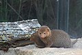 Ethiopian dwarf mongoose