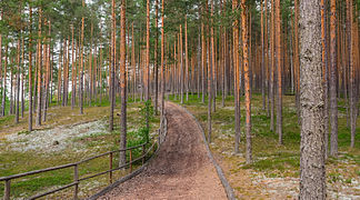 Photographie montrant un chemin en terre au milieu d'une forêt.