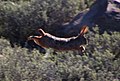 Hewitt's red rock hare