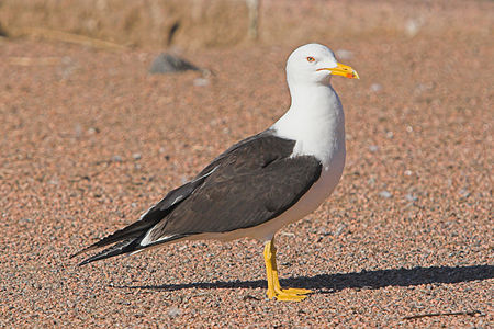 Bir kara sırtlı martı (Larus fuscus)