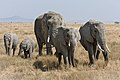 16. Afrikai elefántok (Loxodonta africana) csoportja Serengetiben (javítás)/(csere)