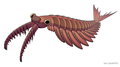 Anomalocaris