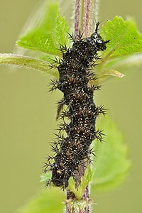 Araschnia levana caterpillar - Keila