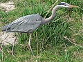 Kanadareiher (Ardea herodias)