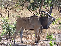 Frempol (Taurotragus derbianus)