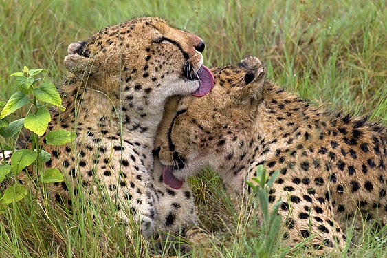 Cheetahs grooming each other by Arturo de Frias Marques