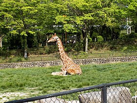 広島市安佐動物公園