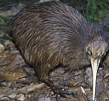 Sørbrunkivi Apteryx australis Foto: Malene Thyssen