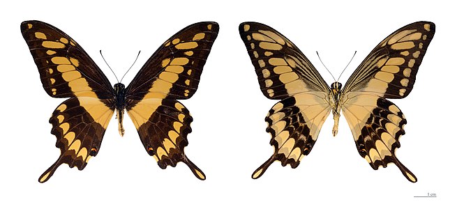 Papilio thoas subsp. thoas (King Swallowtail)