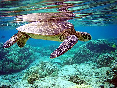 Chelonia mydas (Green Sea Turtle)