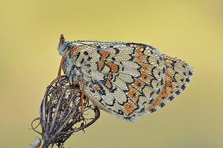 Wegerich Scheckenfalter Wittenberge-Rühstädter Elbniederung