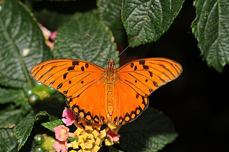 Agraulis vanillae (Gulf Fritillary)