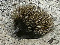 Echidna