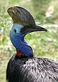 Double-wattled Cassowary