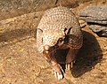 Six-banded armadillo