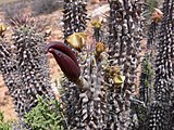 Το Hoodia gordonii με κάψουλα / καρπό.