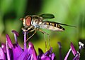 Image 95Marmelade fly