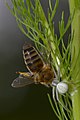 Misumena vatia with pray Apis mellifera