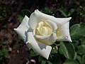 * Nomination: A white rose in Szczecin, Poland (by Salicyna) --Gpkp 10:27, 21 September 2024 (UTC) * * Review needed