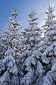 * Nomination Trees covered with snow in the forest near Oberhof, Germany --Ximeg 12:54, 18 March 2013 (UTC) * Promotion Good quality. --Moroder 18:03, 20 March 2013 (UTC)