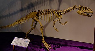 Yangchuanosaurus skeleton.jpg