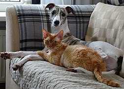 Rode cyperDevon Rex bevriend met een Whippet