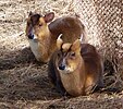 Muntjac