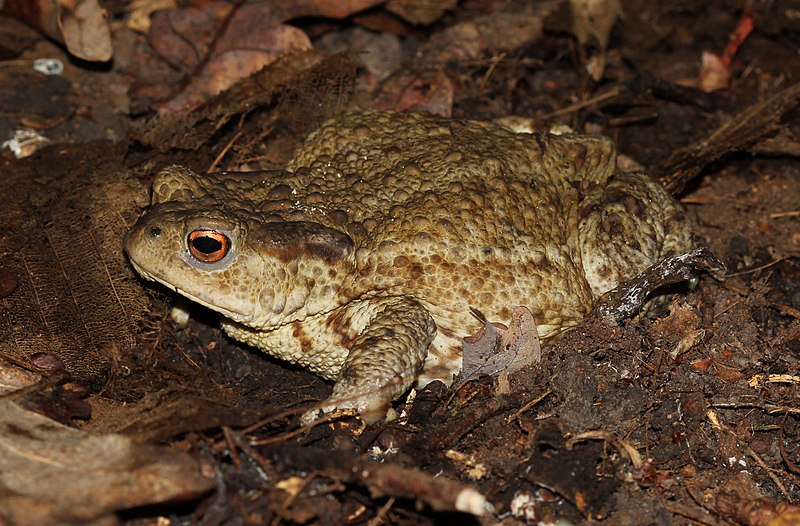 File:Bufo bufo 2015 G2.jpg