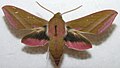 Deilephila elpenor (Linnaeus, 1758)