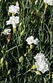 Clavells (Dianthus caryophyllus) blancs