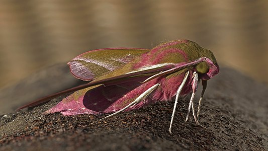 Elephant hawkmoth (Deilephila elpenor) male