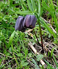 Lalea pestriță (Fritillaria caucasica)