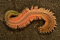 Ragworm