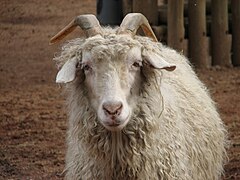 Angora goat with long coat of mohair