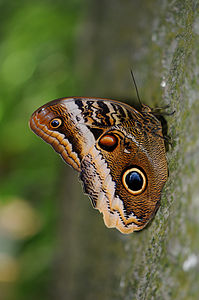 Caligo atreus subsp. dionysos (Yellow-edged Giant Owl)