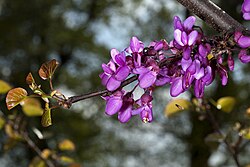 Cercis siliquastrum.