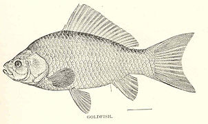 Poisson rouge, planche de 1902.