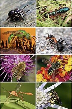 Description de l'image Hymenoptera diversity smaller.jpg.