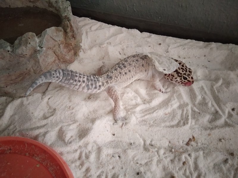 File:Leopard gheko molting.jpg